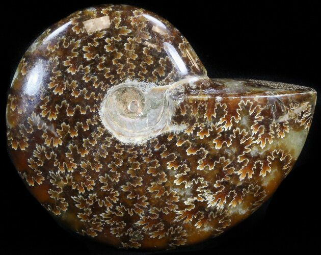 Cleoniceras Ammonite Fossil - Madagascar #41662